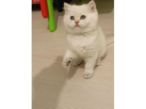 Top Kafa Safkan Beyaz British Shorthair