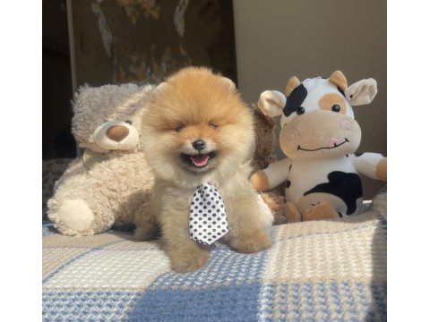3 Aylık Ayı Surat Pomeranian Boo Yavrular