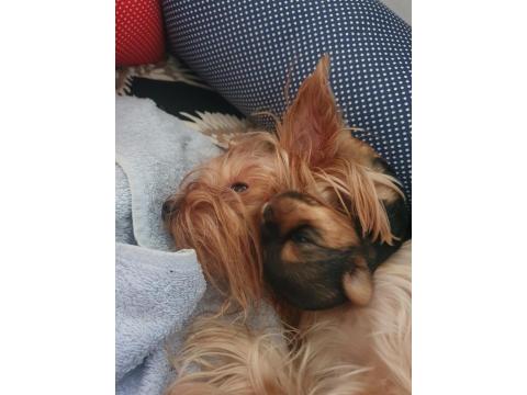 Yorkshire Teacup Bebekler