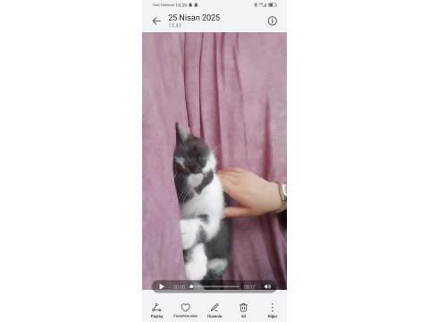 Smokin British Sahiplendirme Ücretsiz