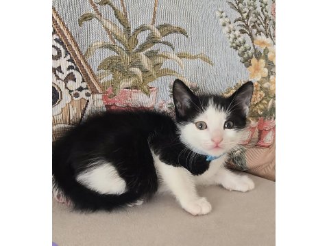 Bebek Kedimiz Ücretsiz