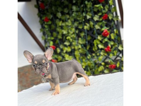French Bulldog Köpekleri