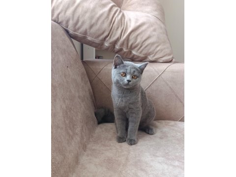 Orjinal 52 Günlük British Shorthair