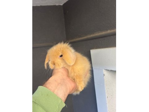 Hollanda Cüce Ve Mini Lop Tavşanlarımız Her Yere Gönderilir