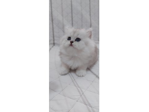 British Shorthair 50 Günlük Yavrular