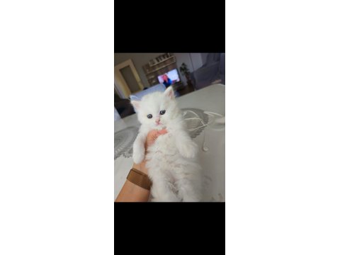 British Shorthair Bebekleri