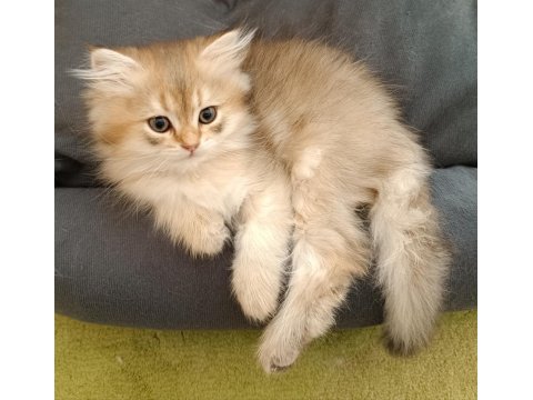 Sürmeli British Longhair Erkek Yavrum