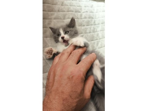 British Shorthair Yavru 50 Günlük