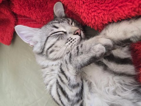 5 Aylık Erkek Baba British Anne Maine Coon