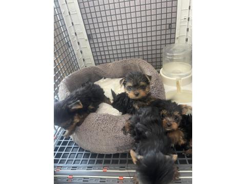 Teslime Hazır Safkan Yorkshire Terrier Irkının En Güzelleri