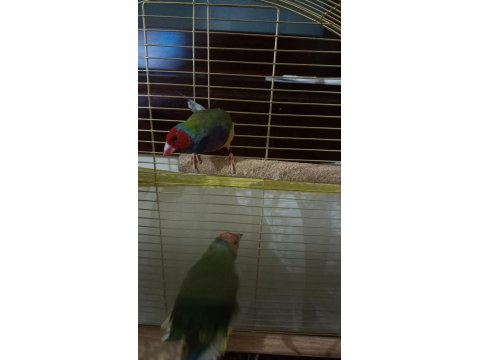 2025 Doğum Golden Finch Kesik Boyun