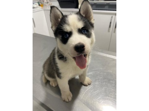 Sibirya Kurdu (Husky) Erkek Ve Dişi Köpeğimiz