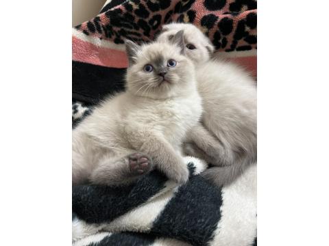 A+ Kalite British Shorthair İsteyene