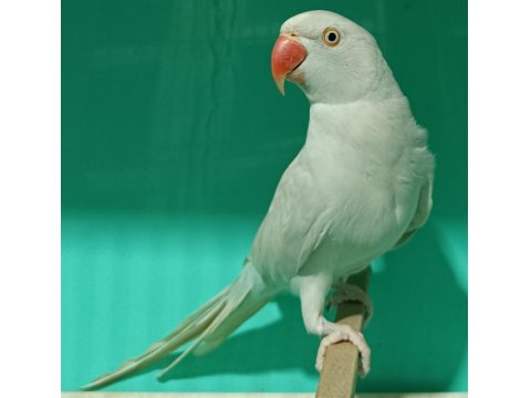 Buz Mavisi Mutasyon Pakistan Papağanı