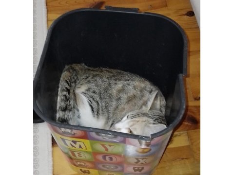 Kızımda Alerji Çıktı O Yüzden Kedimi Vermek Zorundayım