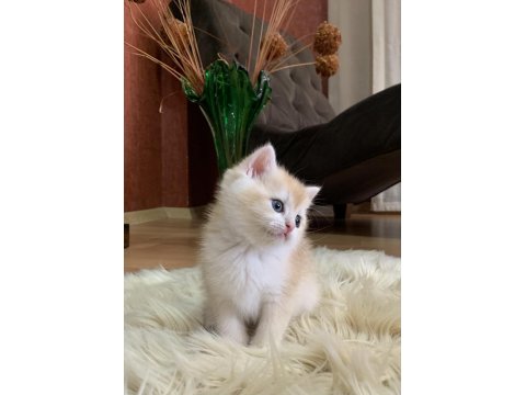 Güzeller Güzeli British Shorthair Luna
