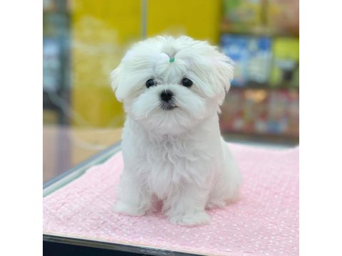 %100 Orjinal Maltese Yavruları