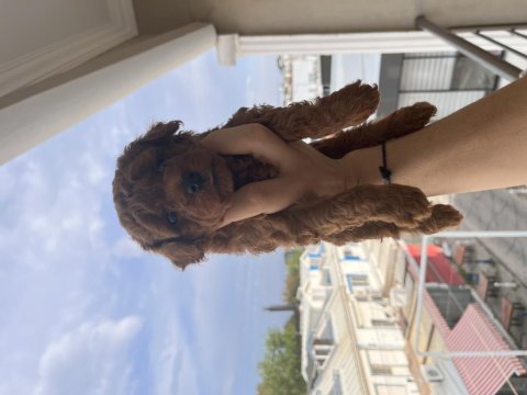 Oyuncu Poodle Yavrularımız Yeni Sahiplerini Arıyor