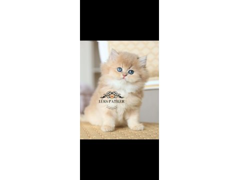 İpeksi Tüylü Golden British Longhair Ny11