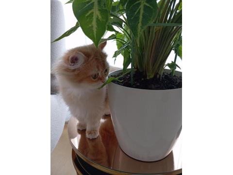 3.5 Aylık By12 British Longhair Dişi Kedimiz