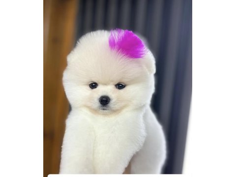 6 Aylık Dişi Pomeranian Yavru