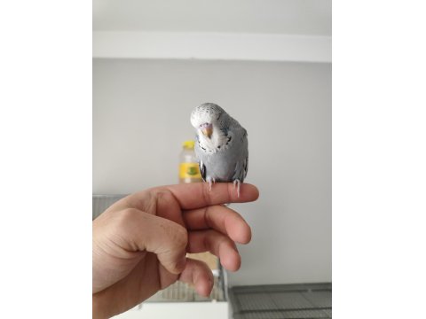 Yeni Yeme Düşen Show Jumbo Bilezikli Muhabbet Kuşları