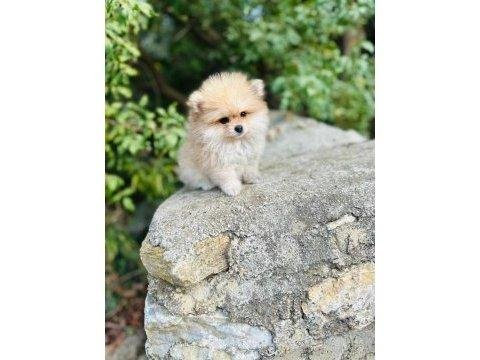 Pomeranian Boo Yavrumuz Sağlık Ve Irk Garantilidir