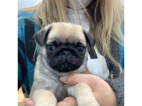 Pug Yavruları