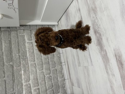 6 Aylık Yavru Erkek Poodle