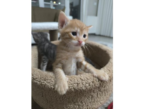 Yavru Tekir Kedilerimiz