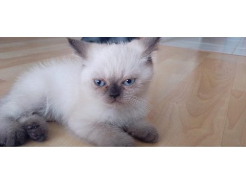 2 Aylik İran Kedisi