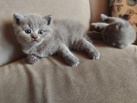 Yavru Kedilerimize Yeni Yuva