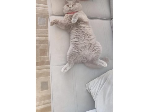 Duman 1 Yaşında Ayı Surat Kedimiz