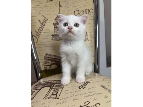 Scottish Fold Erkek Beyaz Nevşehir
