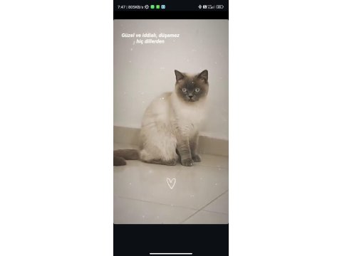British Shorthair Kızımıza Güvenilir Ve Ömürlük Aile Arıyoruz