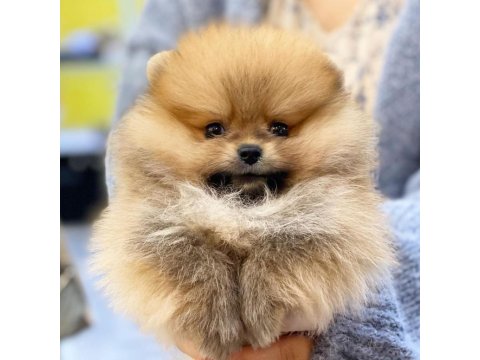Ayı Surat Pomeranian Yavruları