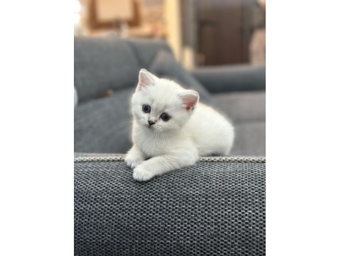1,5 Aylık Dişi British Shorthair