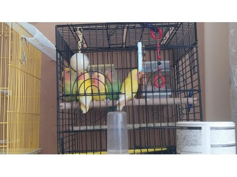 5 Adet 3-4 Aylık Sevda Papağanı Yavruları