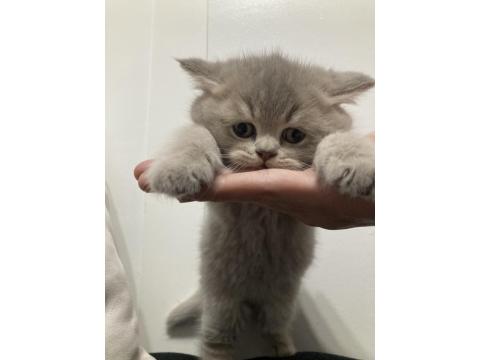 British Longhair Bicolor Kedimiz