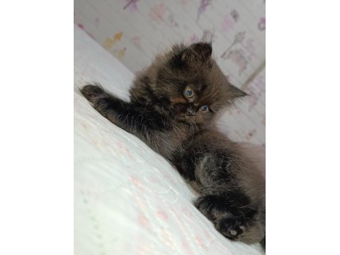 Az Bulunan Kahve Tonu Cins Kedimiz