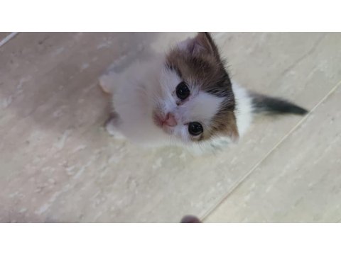 Yavru Kedilerimiz Ömürlük Sahiplerini Arıyor