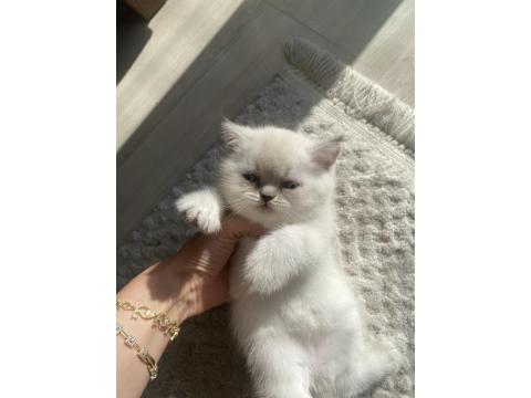 1 Aylık Maviş British Shorthair Yavrularımız