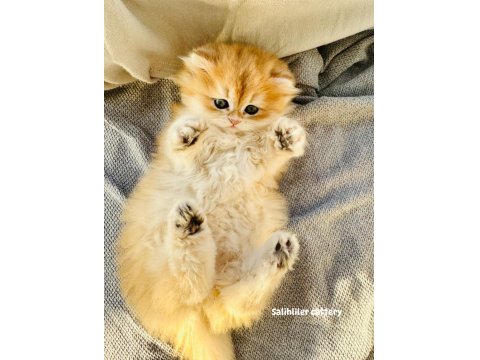 Fas Kanli Golden British Longhair Kedi