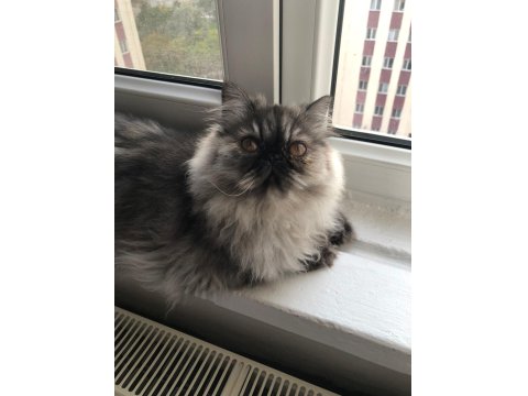 6 Aylık Dişi İran Persian Kedimiz