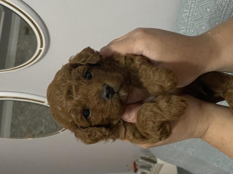 Dünyalar Tatlısı Poddle Oğlumuz