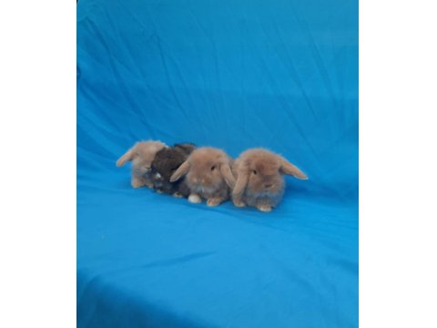 Hollanda Teddy Lop Tavşan Yavruları