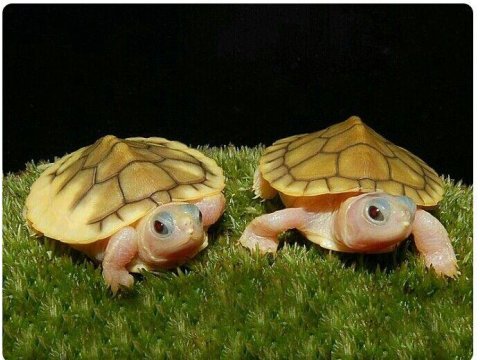 Su Kaplumbağaları Ve Tüm Malzemeleri Aynı Gün Adrese Teslim