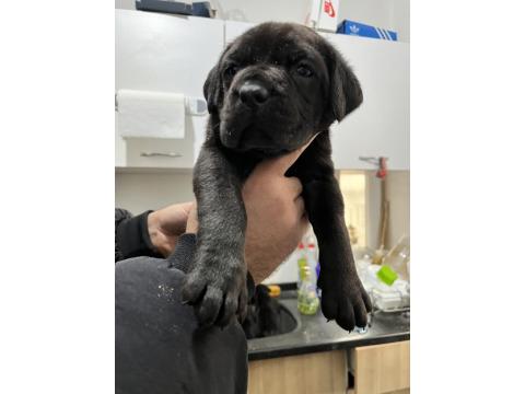 Sadece Kalite Cane Corso Köpekler