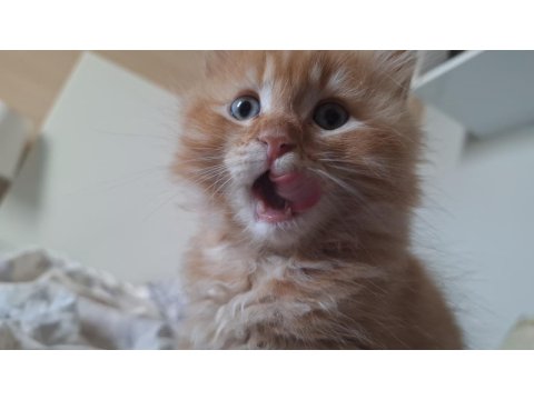 Kedim İçin Ev Arıyorum