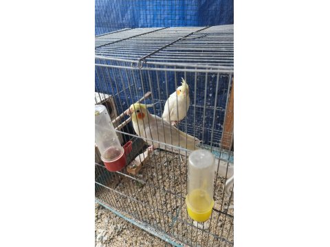 Lutino Çift Sultan Papağanı